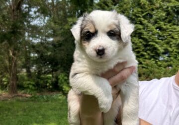 Chloe – Aussie Mix Puppy