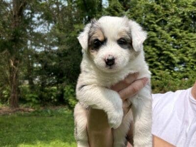 Chloe – Aussie Mix Puppy