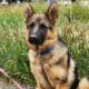 German shepherd puppies
