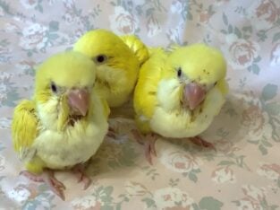 Lutino Quaker babies