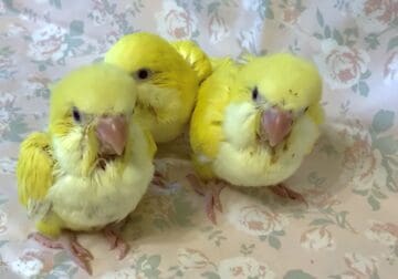 Lutino Quaker babies