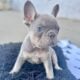 French bulldog puppies