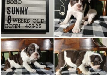 Female IOEBA Registered Olde English Bulldogge
