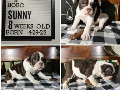 Female IOEBA Registered Olde English Bulldogge