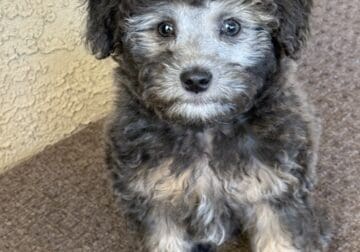 Toy poodle puppy Mickey