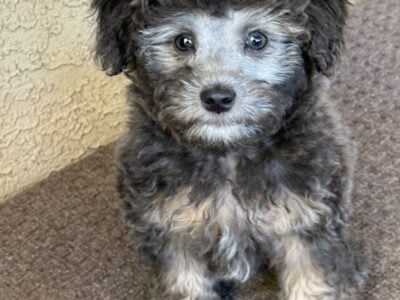 Toy poodle puppy Mickey