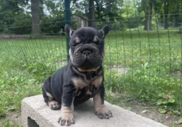 Big rope Frenchie
