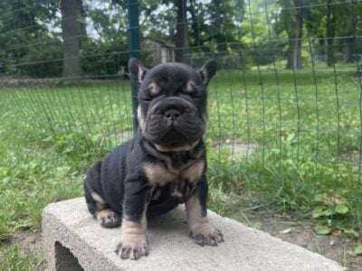 Big rope Frenchie