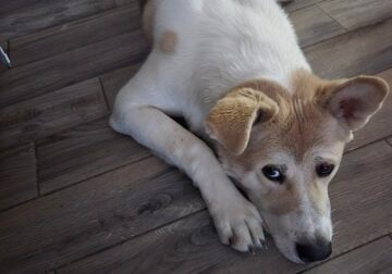 Akita puppy rehoming