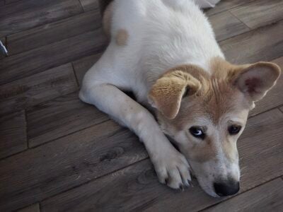 Akita puppy rehoming