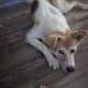 Akita puppy rehoming