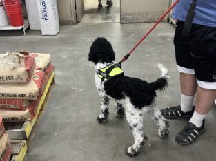 CKC Purebred Black Male Standard Poodle Puppy