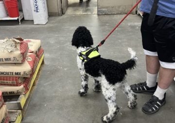 CKC Purebred Black Male Standard Poodle Puppy