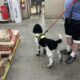 CKC Purebred Black Male Standard Poodle Puppy