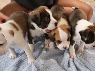 Sweet Mixed Babies