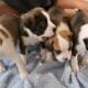 Sweet Mixed Babies