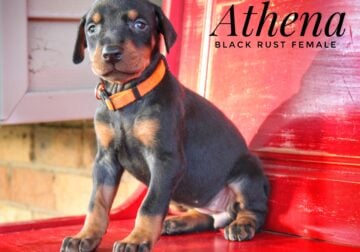 Athena Black Rust Female