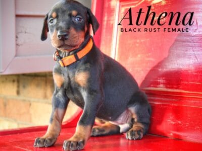 Athena Black Rust Female