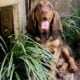Bloodhound Puppies