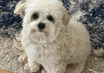Little Coco