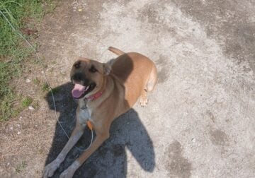 Young dog needing a good home