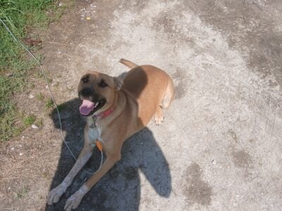 Young dog needing a good home