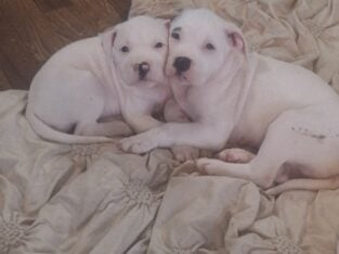 Pitbull Puppies for Sale