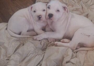 Pitbull Puppies for Sale