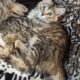 American Bobtail kittens available Purrfect! ❤️