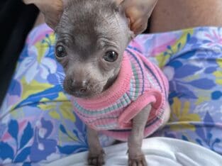 Hairless chihuahua baby girl
