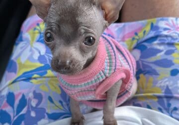Hairless chihuahua baby girl