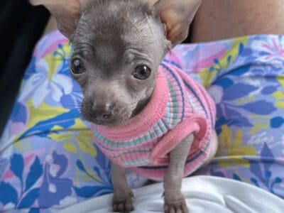 Hairless chihuahua baby girl