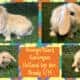 Holland Lop Rabbits