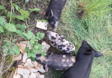 Piglets