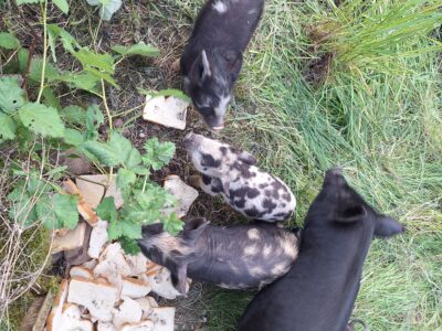 Piglets