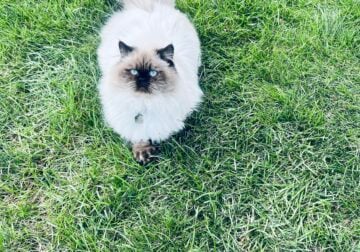 Persian Himalayan