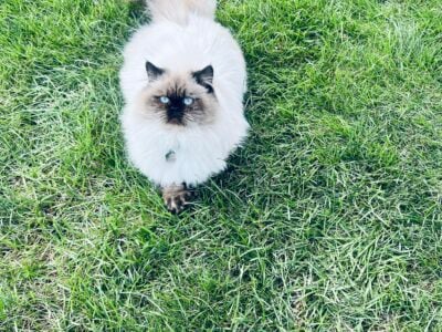 Persian Himalayan