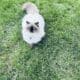 Persian Himalayan