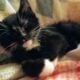 Maine Coon Mix Kittens need good Homes