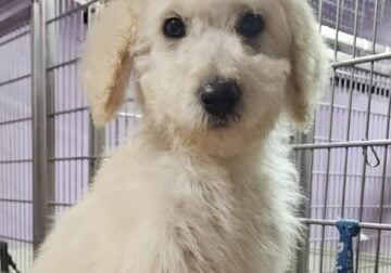 Goldendoodle pups