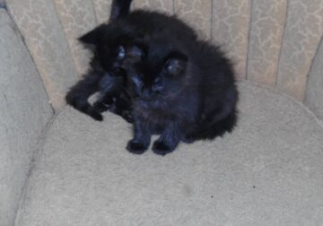 Maine Coon/Siamese Kittens