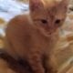 Maine Coon Mix Kittens need good Homes