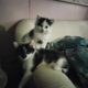 Three Adorable Sweet Kittens Free to a Loving Home