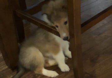 Rough collie puppies