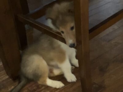 Rough collie puppies