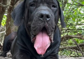 Cane corso /mastiff napolitano