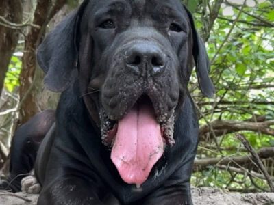 Cane corso /mastiff napolitano