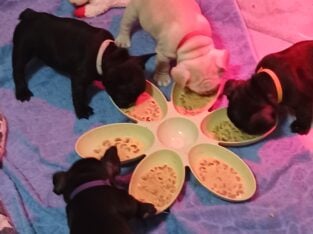 Frenchies Make the Family Complete!