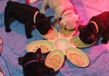 Frenchies Make the Family Complete!