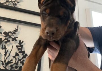 (Yellow collar) European Doberman puppy
